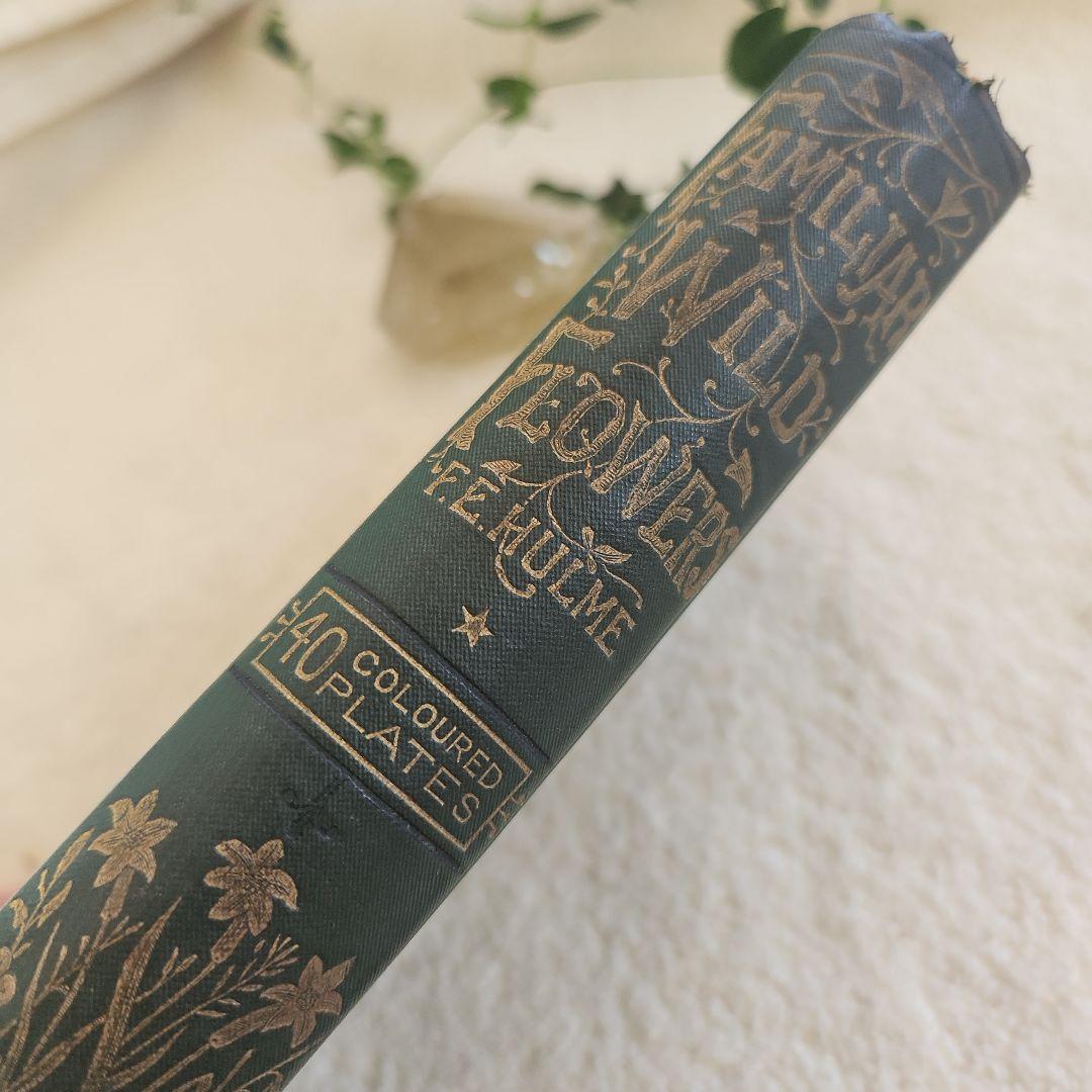 植物図鑑　洋書　ボタニカルアート　アンティーク　リトグラフ　27