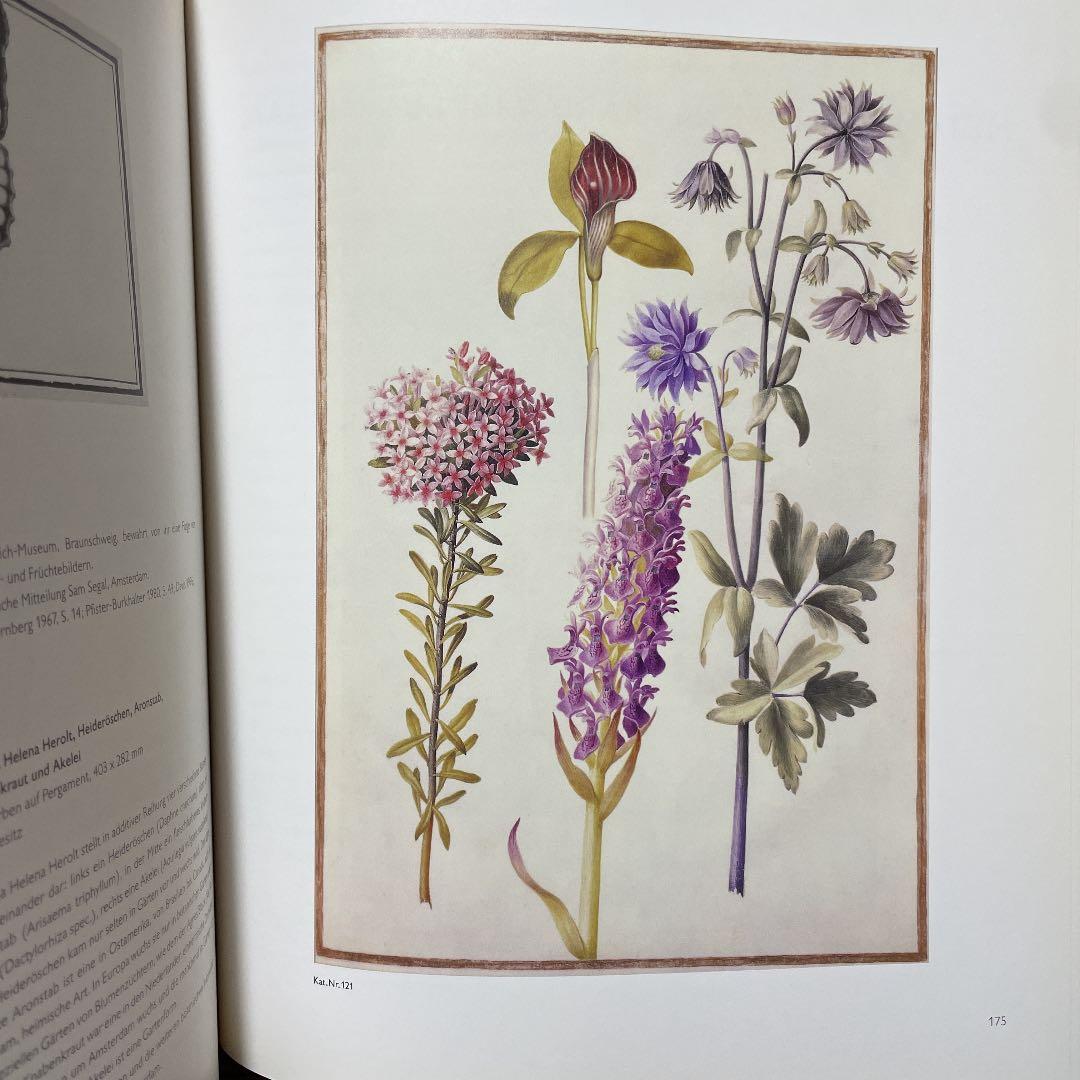Maria Sibylla Merian 植物画とドイツ語解説