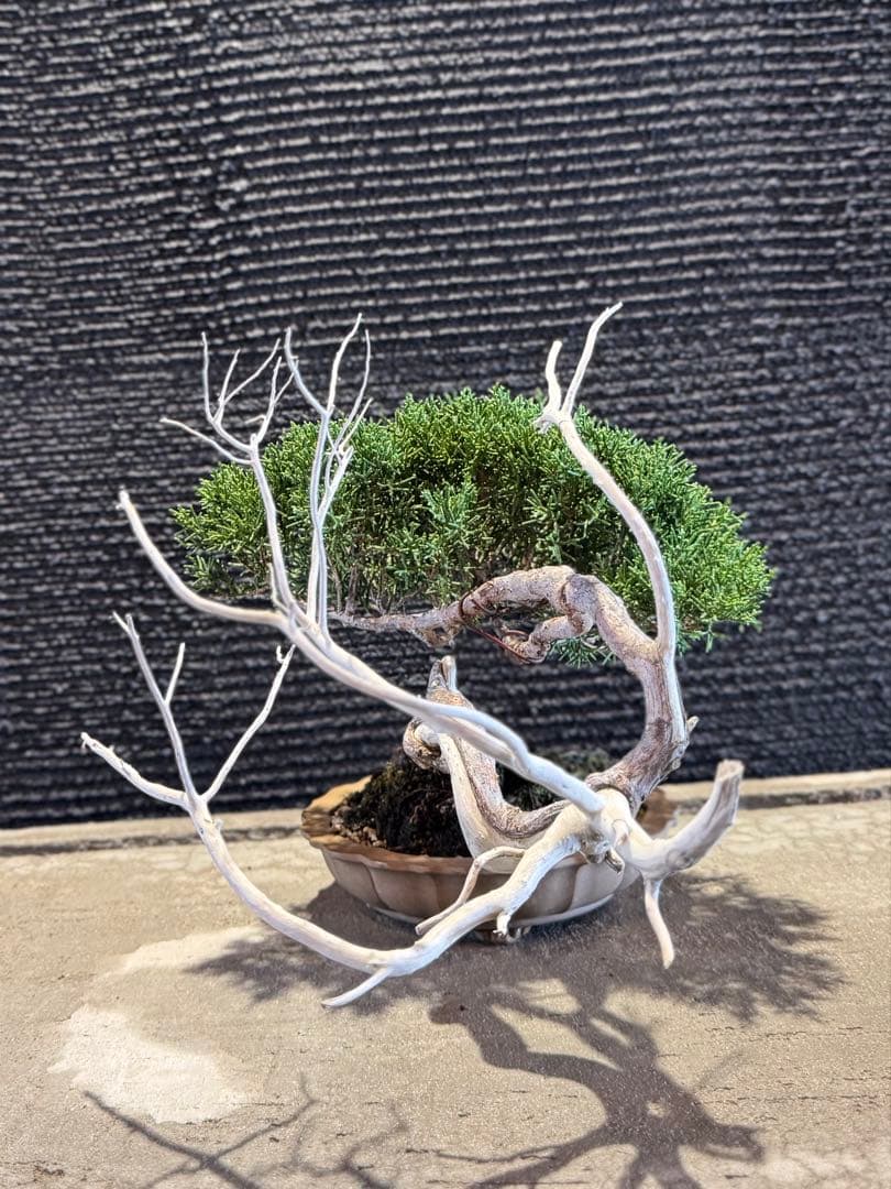 真柏 盆栽 高さ約26cm