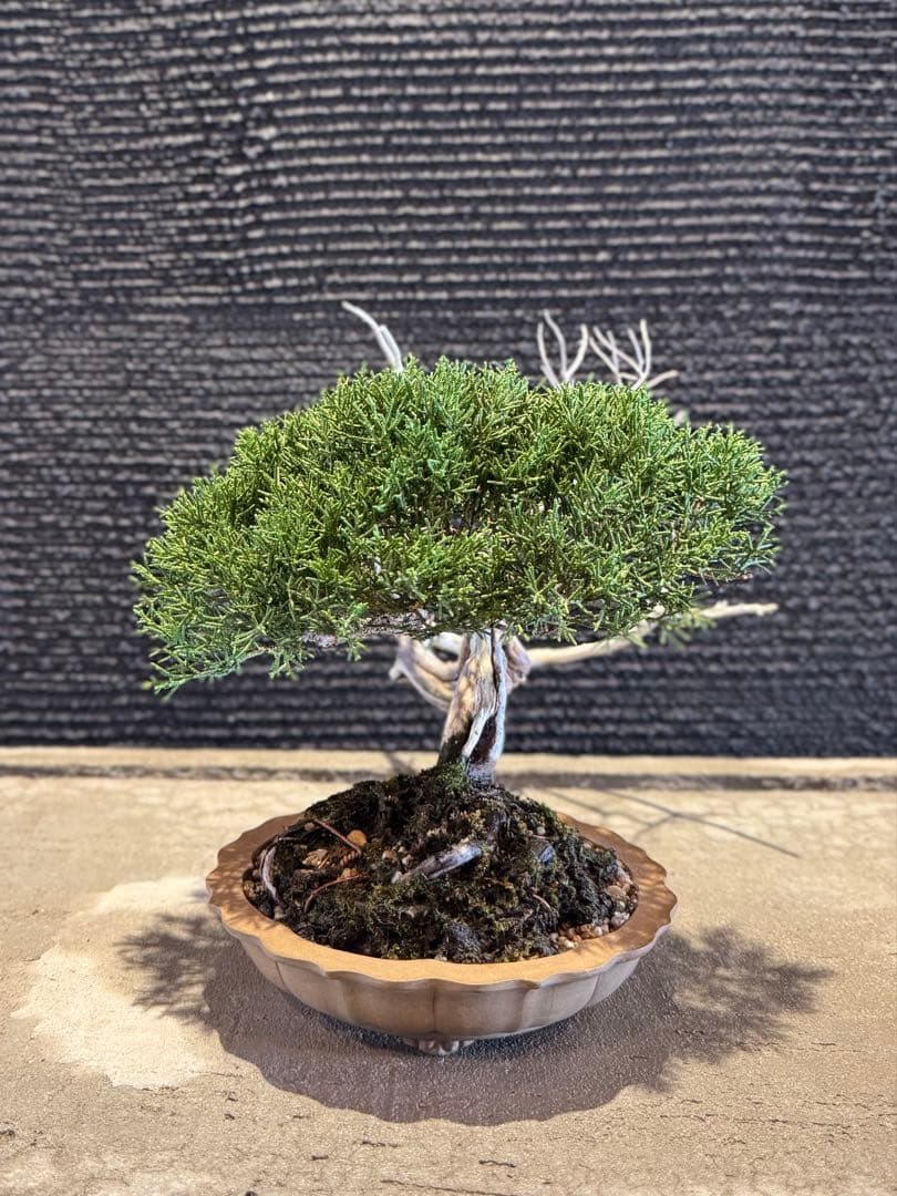 真柏 盆栽 高さ約26cm