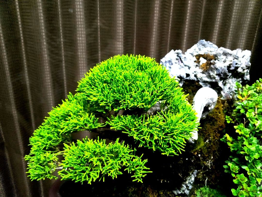【石付　糸魚川真柏盆栽】　　　価値を理解出来れば上級者