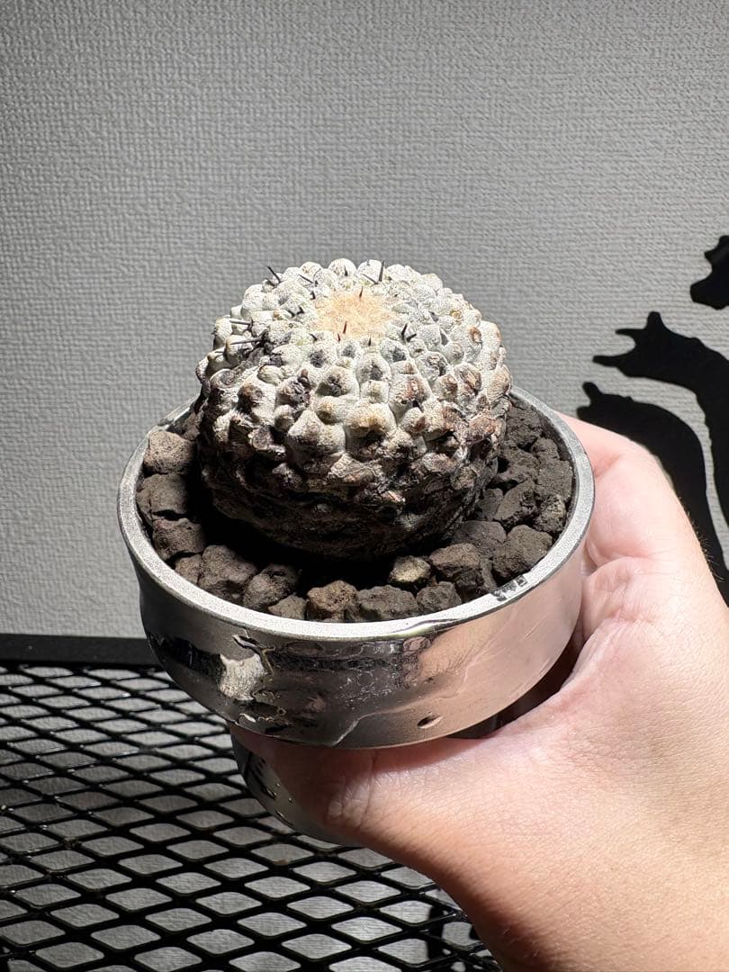 黒王丸 現地球 コピアポア シネレア Copiapoa 鉢付き　自根白肌美株