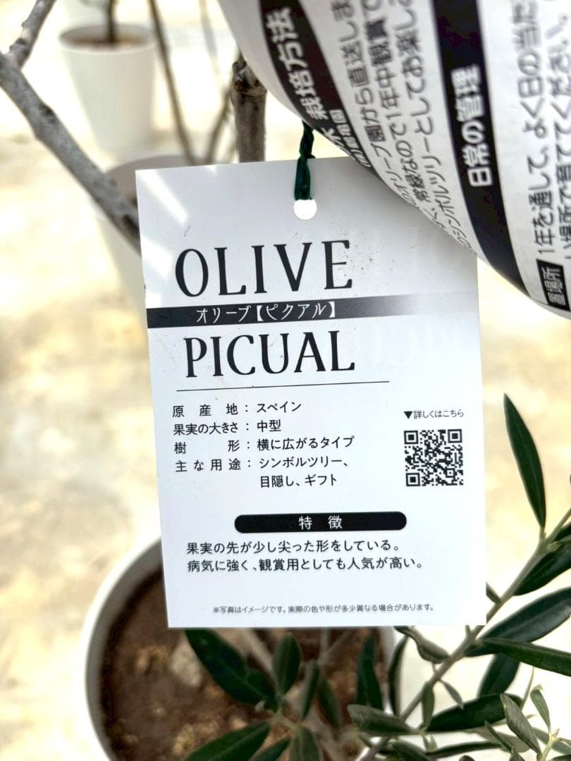 オリーブの木　ピクアル　10号　約165cm　NO.870　人気品種　現品掲載