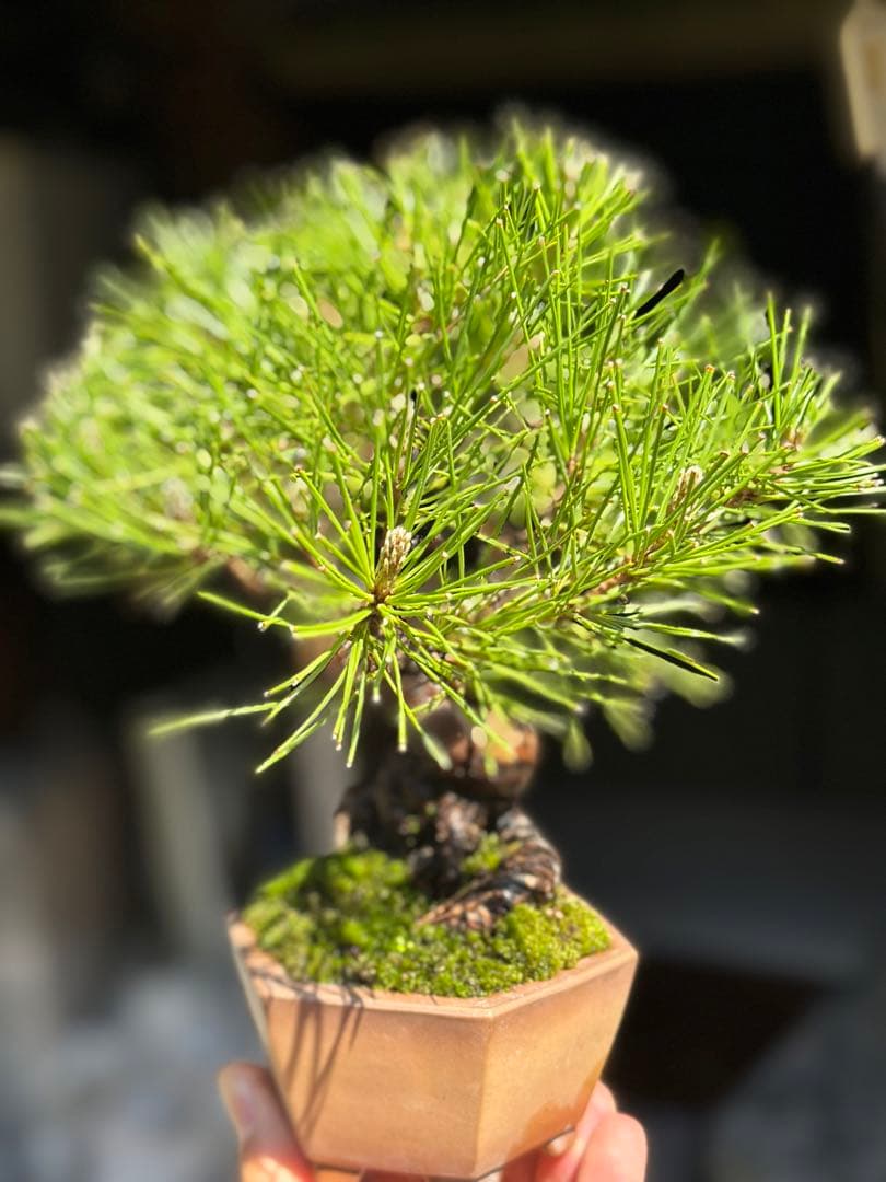 黒松　盆栽