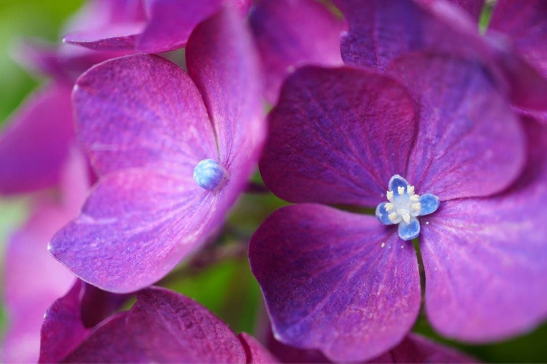 SONY E30mm F3.5 Macro 単焦点マクロレンズ 2026