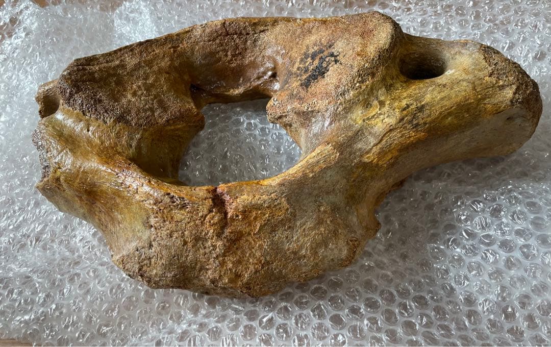 【期間限定セール】マンモスの環椎　化石　特大