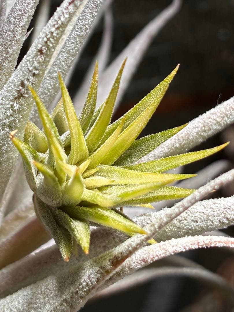 T. ionantha ‘Medio-Picta' T'S TROPICALS