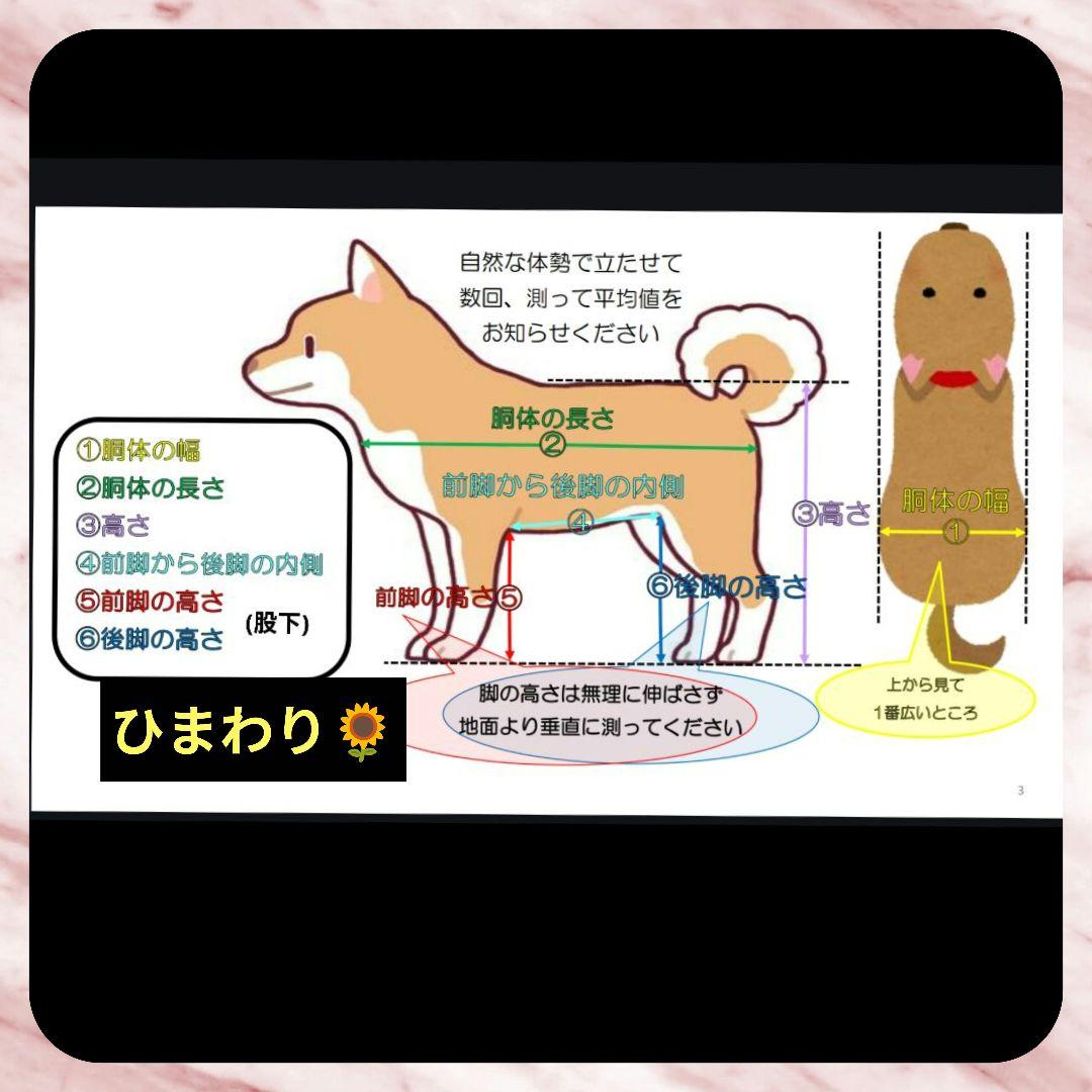 柴犬4輪　リハビリ　食事補助　犬用車椅子　体制維持　犬の歩行器