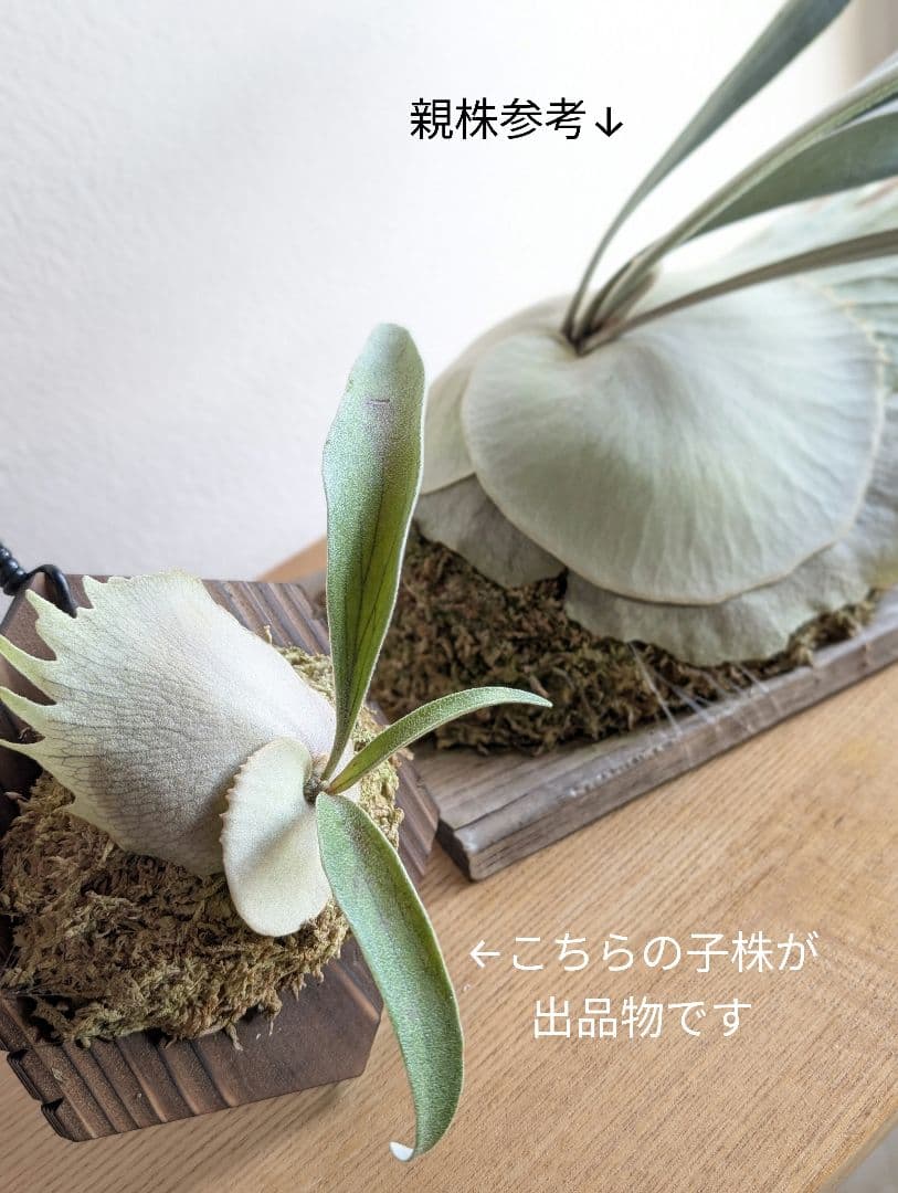 ビカクシダ ベイチー ワイルド オーストラリア 子株 板付け