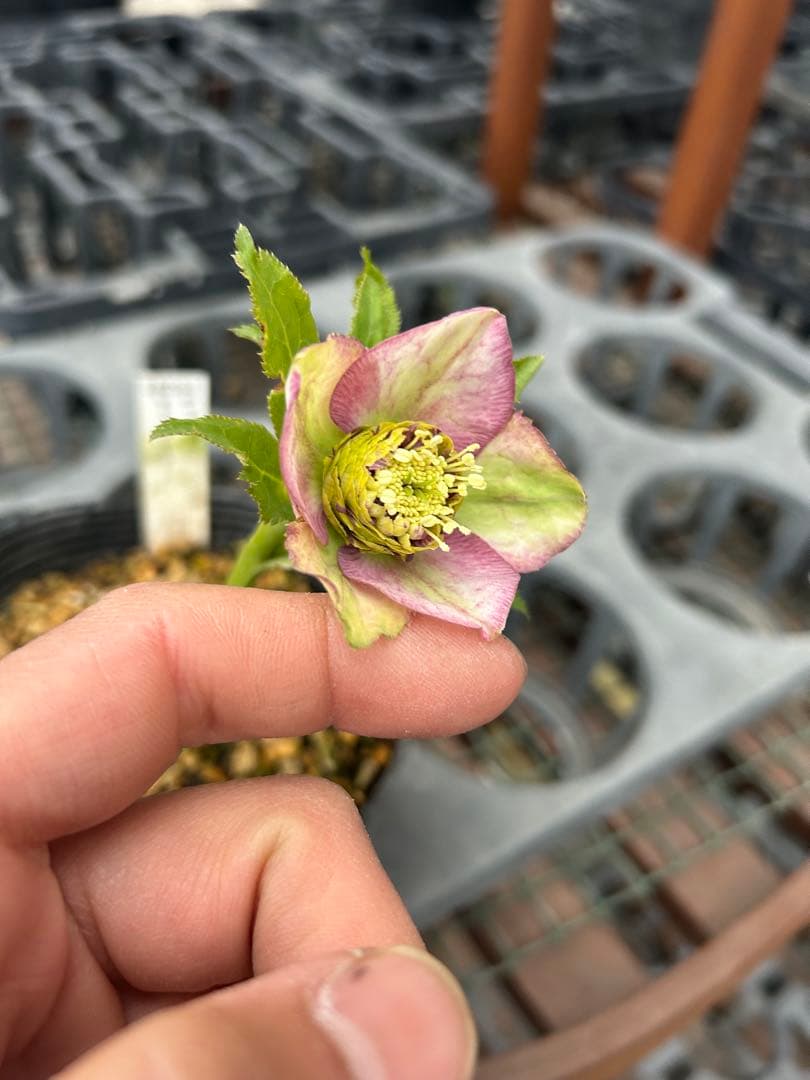 アンティークモーリー 八重咲き 花