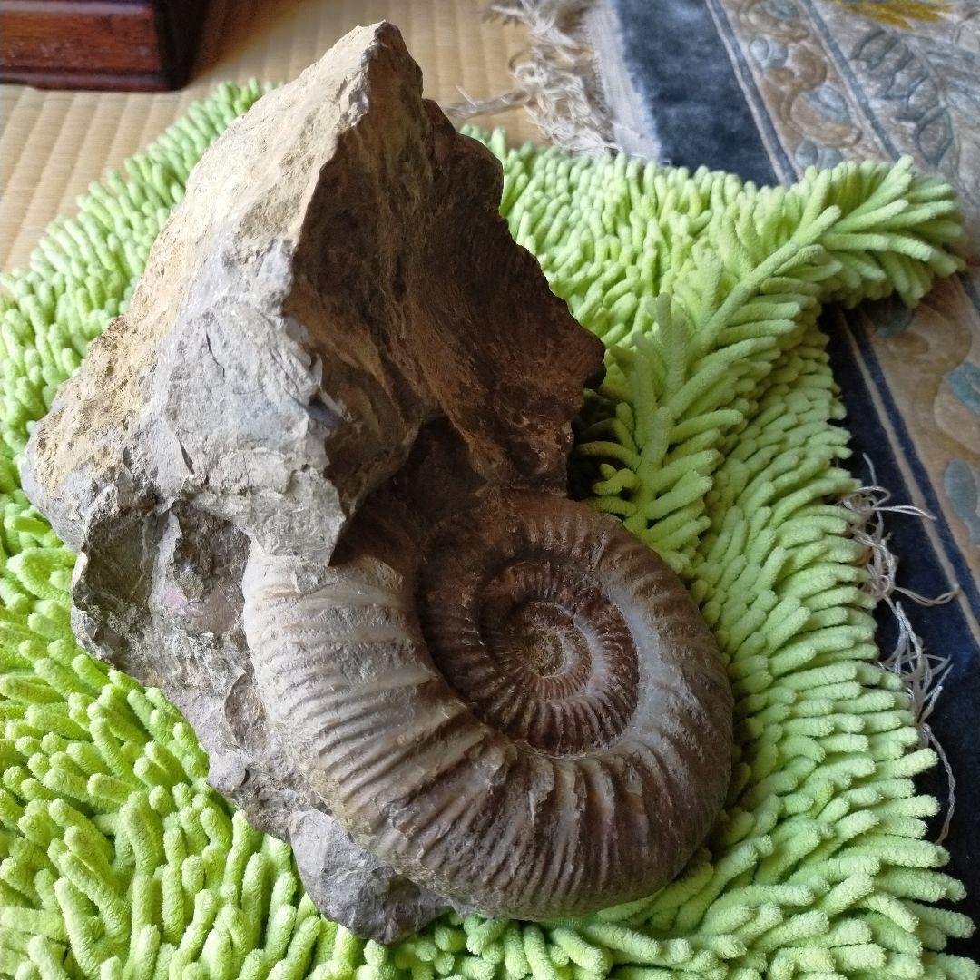 アンモナイト　化石