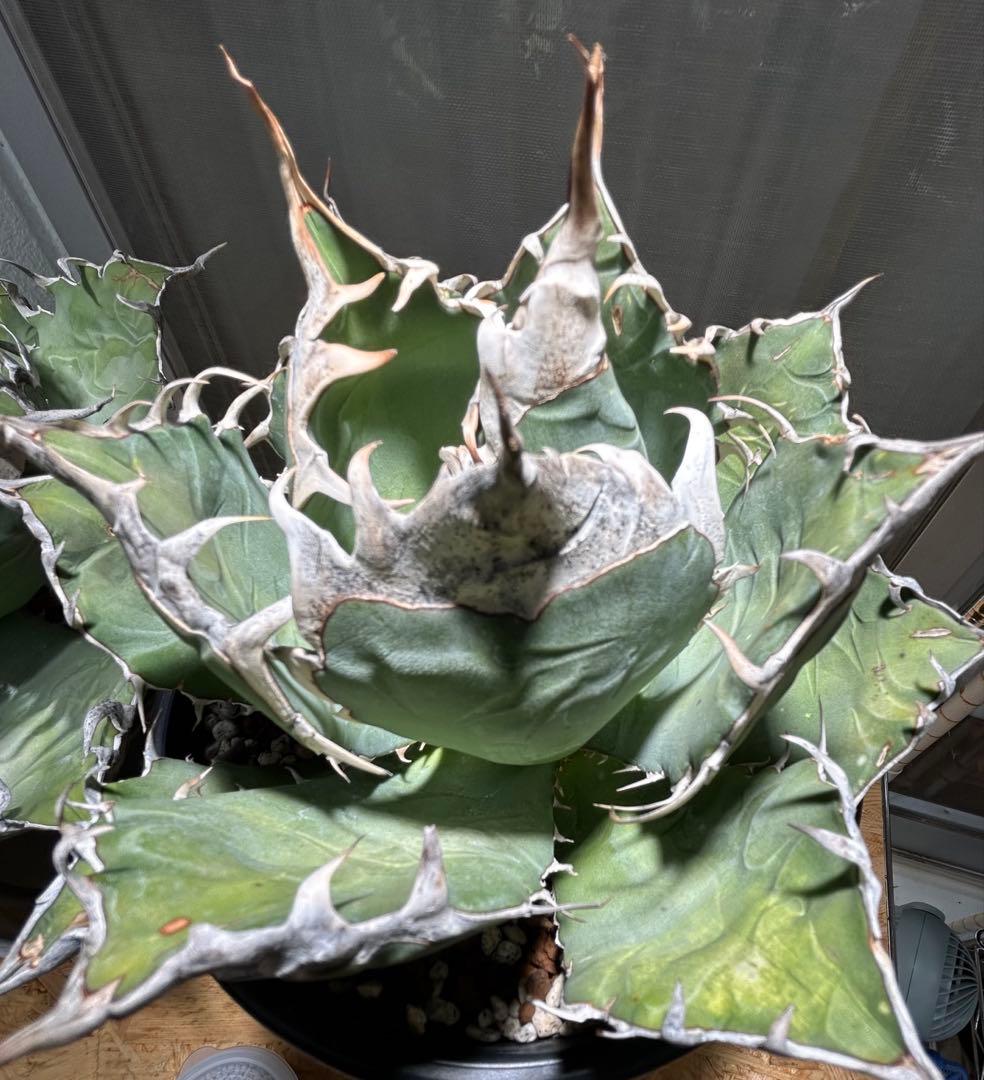 Agave oaxaca oteroi 極鋸歯 鋸歯 オアハカ オテロイ 唸り