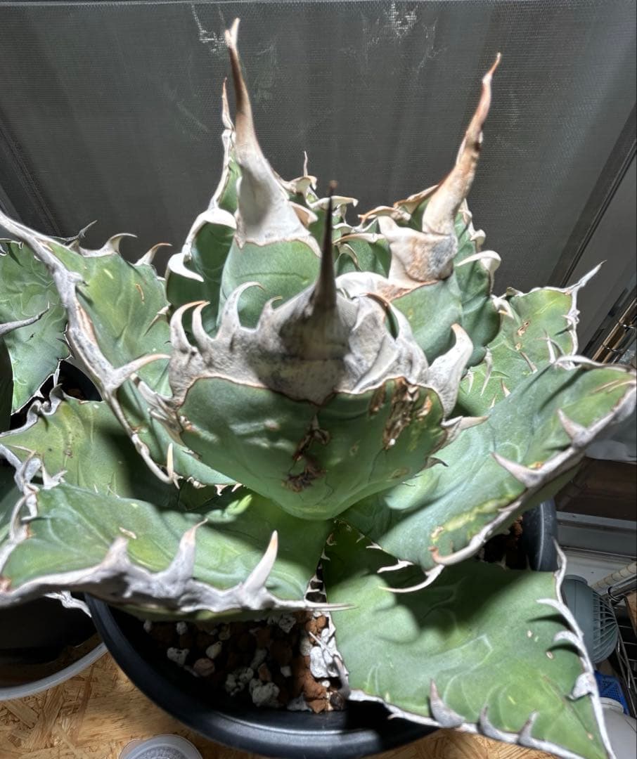 Agave oaxaca oteroi 極鋸歯 鋸歯 オアハカ オテロイ 唸り
