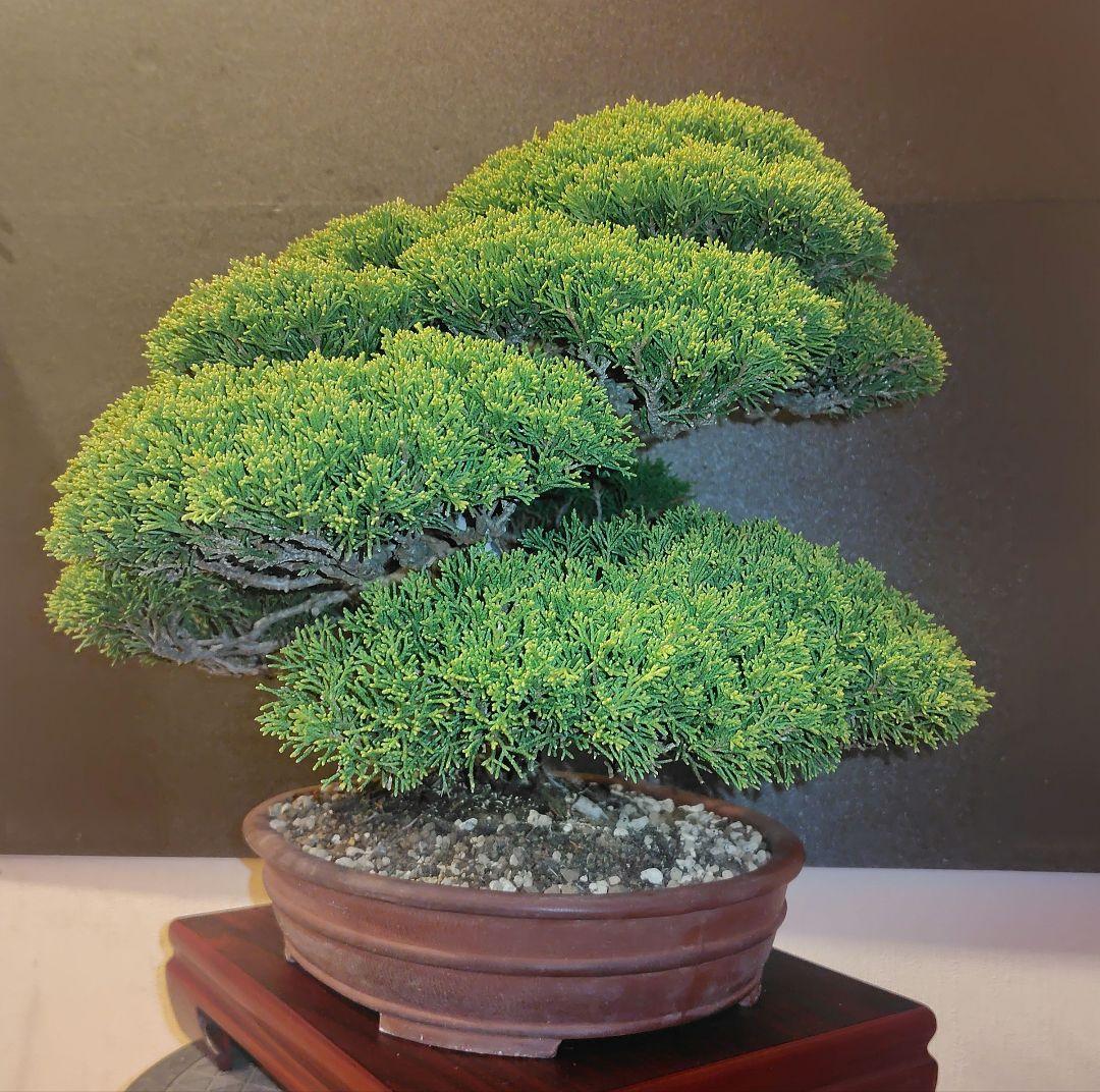 真柏盆栽！