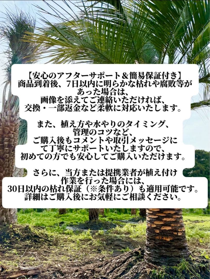 ココスヤシシルバーリーフ【極太】葉先 200cm幹回り115cm 幹高40cm