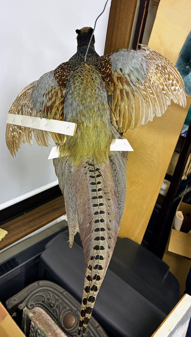 鳥の標本