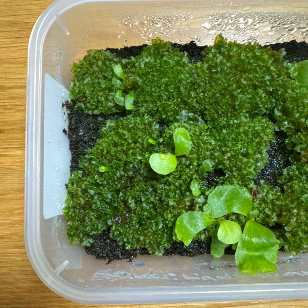 ビカクシダ　マダガスカリエンセ　前葉体　胞子体