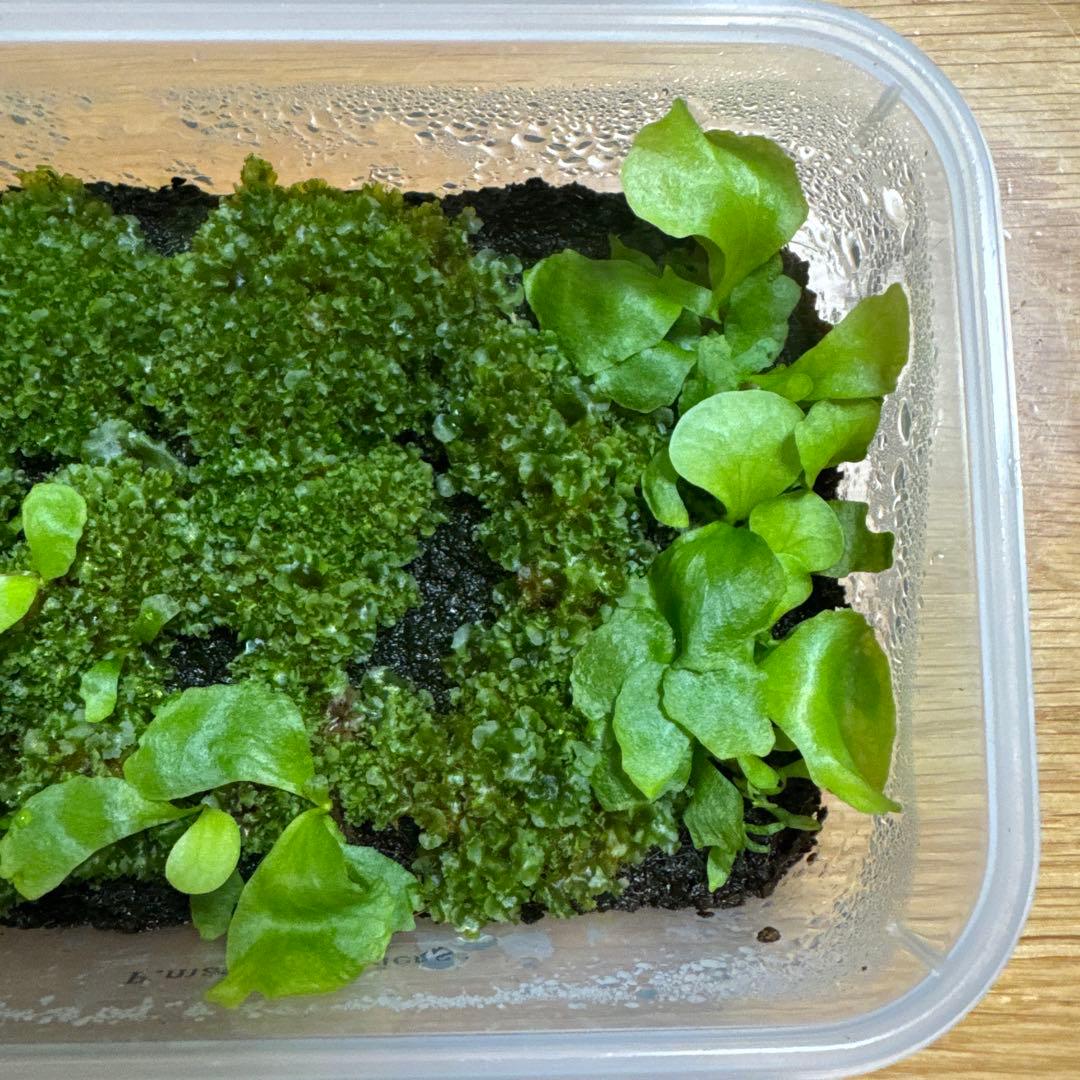 ビカクシダ　マダガスカリエンセ　前葉体　胞子体