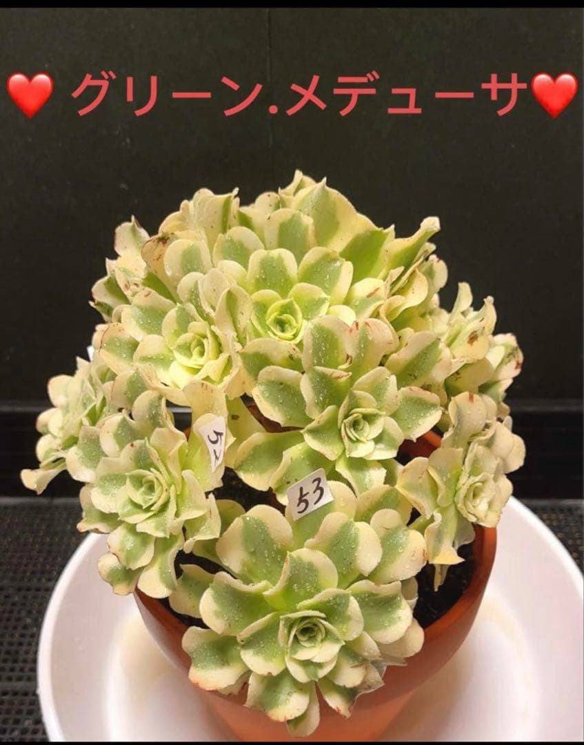 多肉植物アエオニウム錦❤️グリーン.メデューサ❤️ 状態図