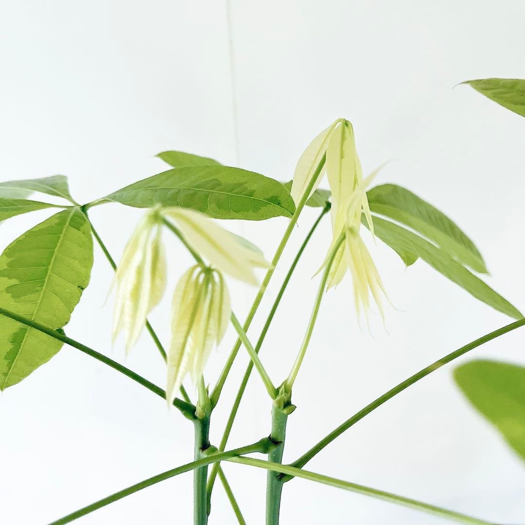 斑入り パキラ ムーンライト アートストーンポット 観葉植物 室内