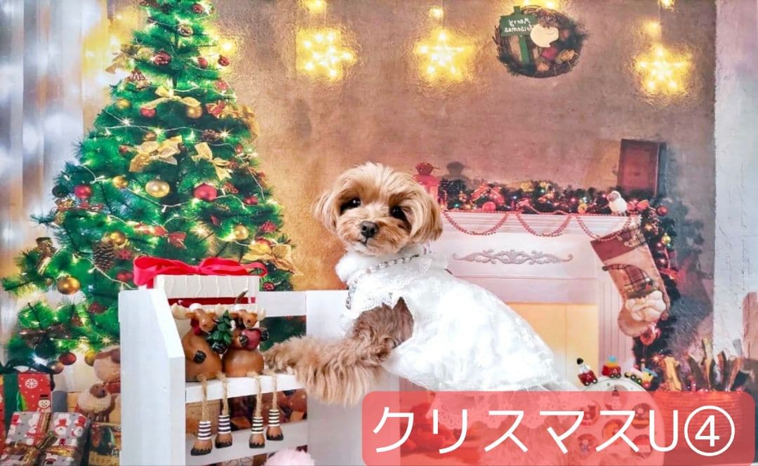 業務用トリミングチョーカー+背景布　クリスマスツリー　ペットサロン　雪　犬