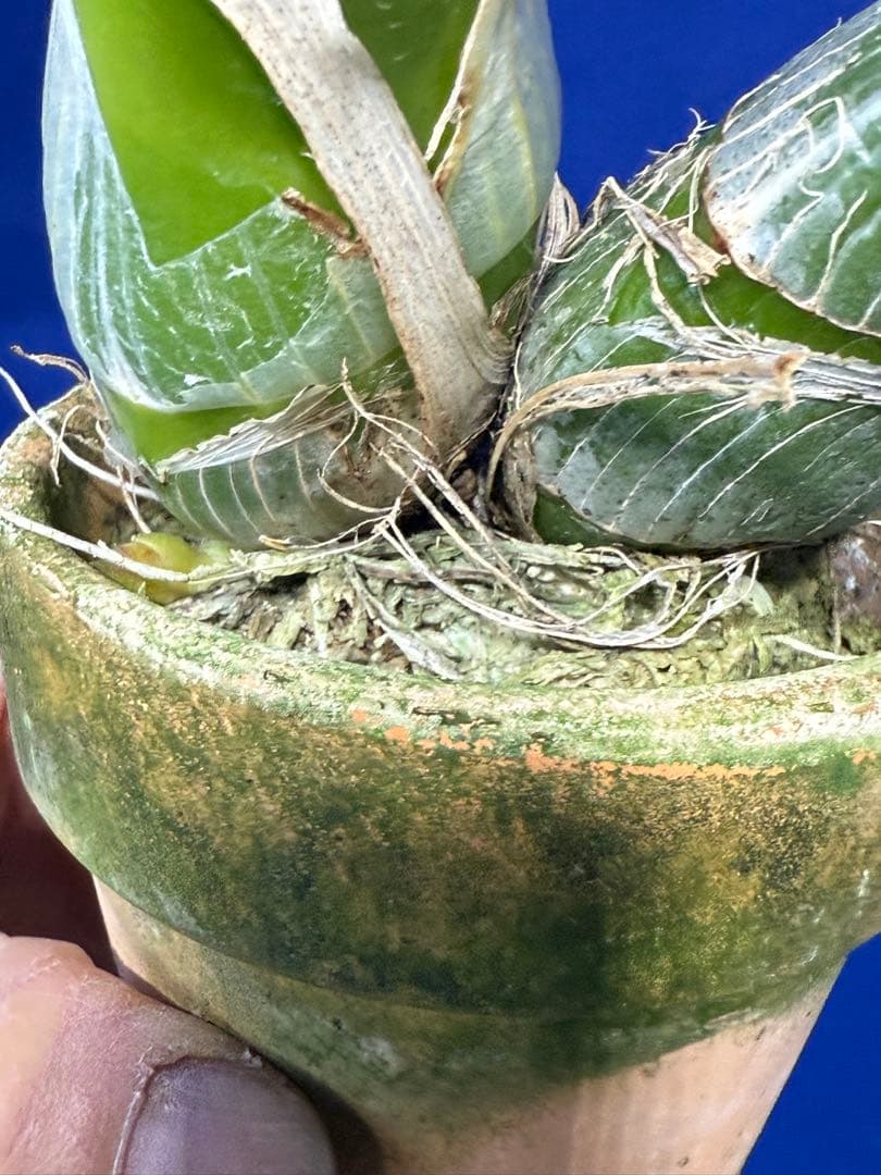 105 タケノコラン　Clowesia 'Queen knight'(OG)