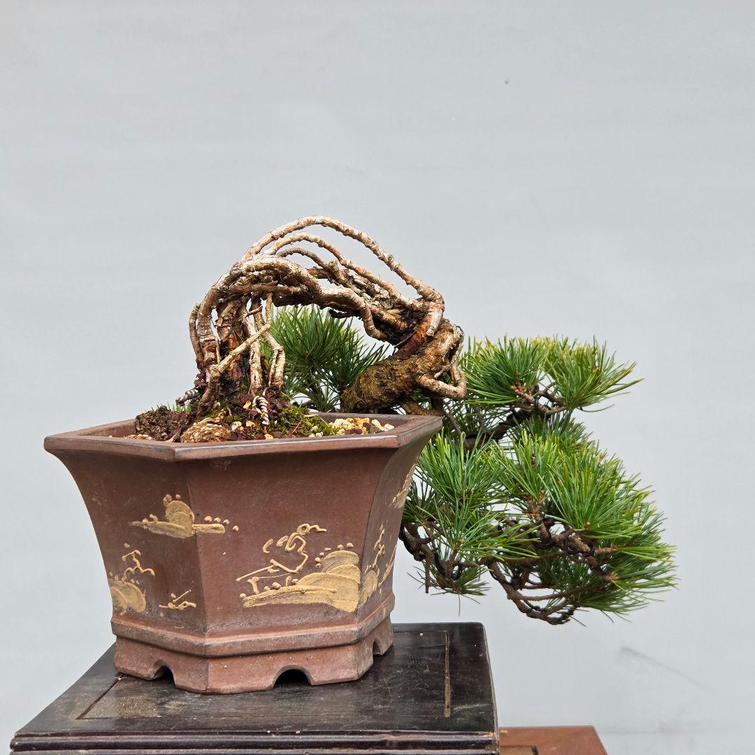 五葉松　[根上がり半懸崖]　貴風盆栽