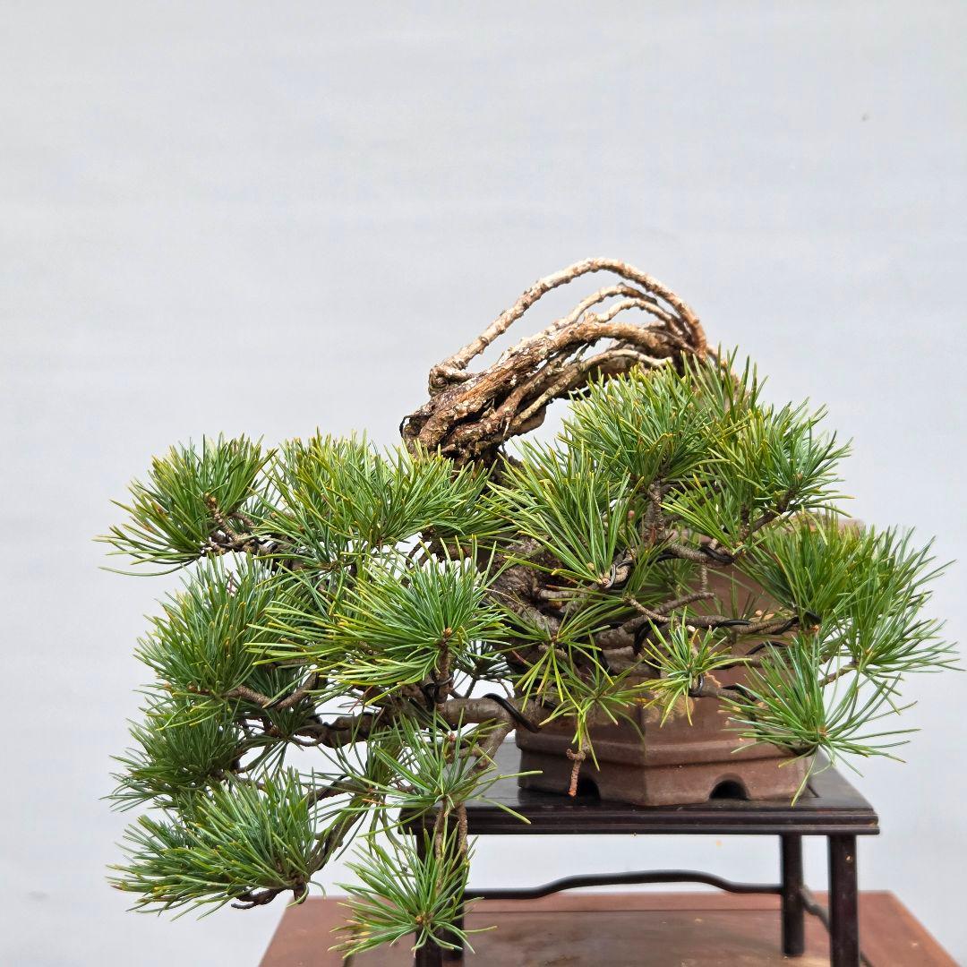 五葉松　[根上がり半懸崖]　貴風盆栽