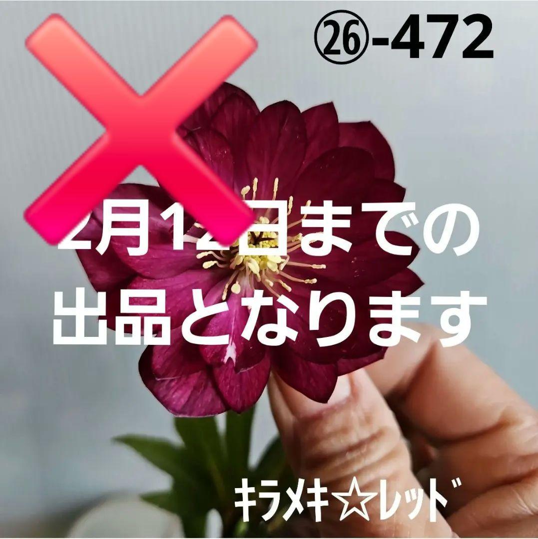 ㉖-472クリスマスローズ