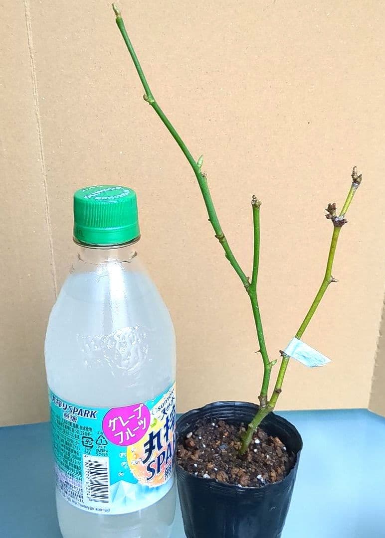 専用です