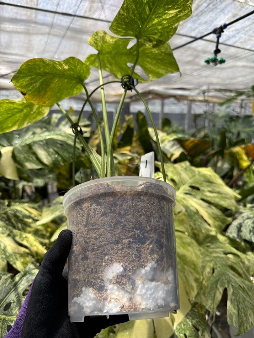 1 モンステラ レガシー　カット苗　しっかり発根・健康株