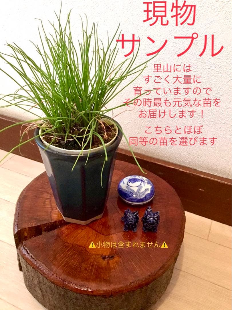 希少＊天然野生【ミヤマラッキョウ＊深山辣韮】大株＊抜き苗＊宅急便コンパクト発送