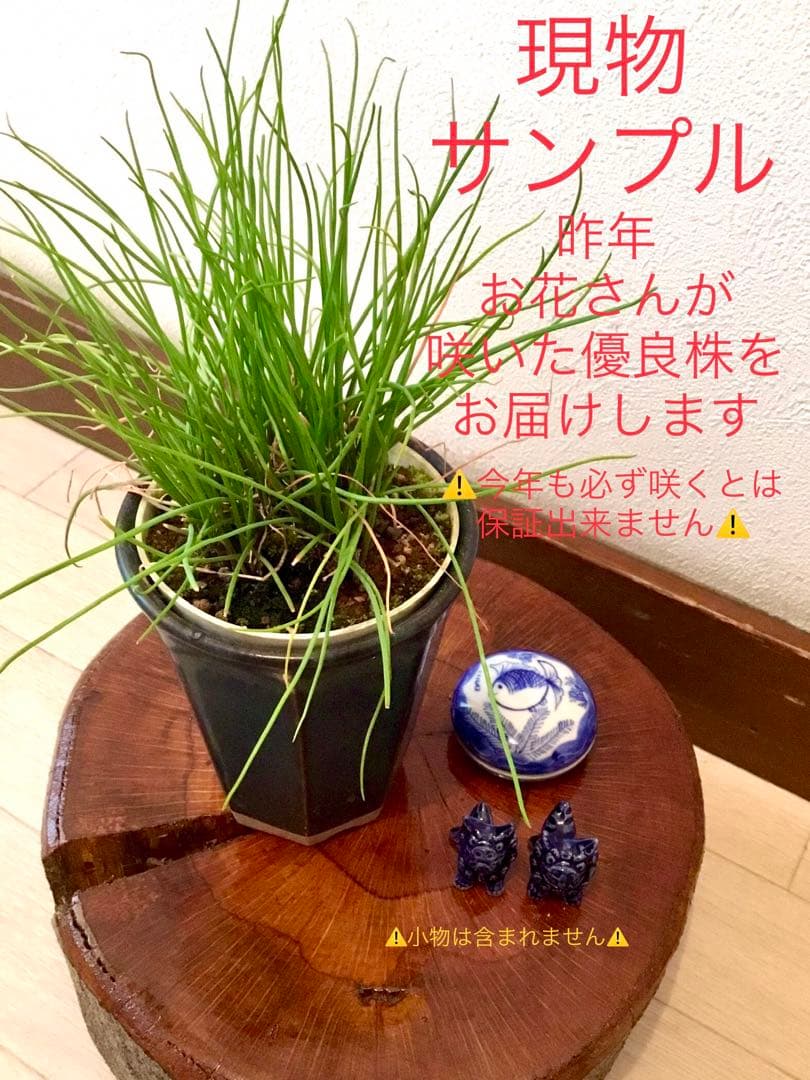 希少＊天然野生【ミヤマラッキョウ＊深山辣韮】大株＊抜き苗＊宅急便コンパクト発送