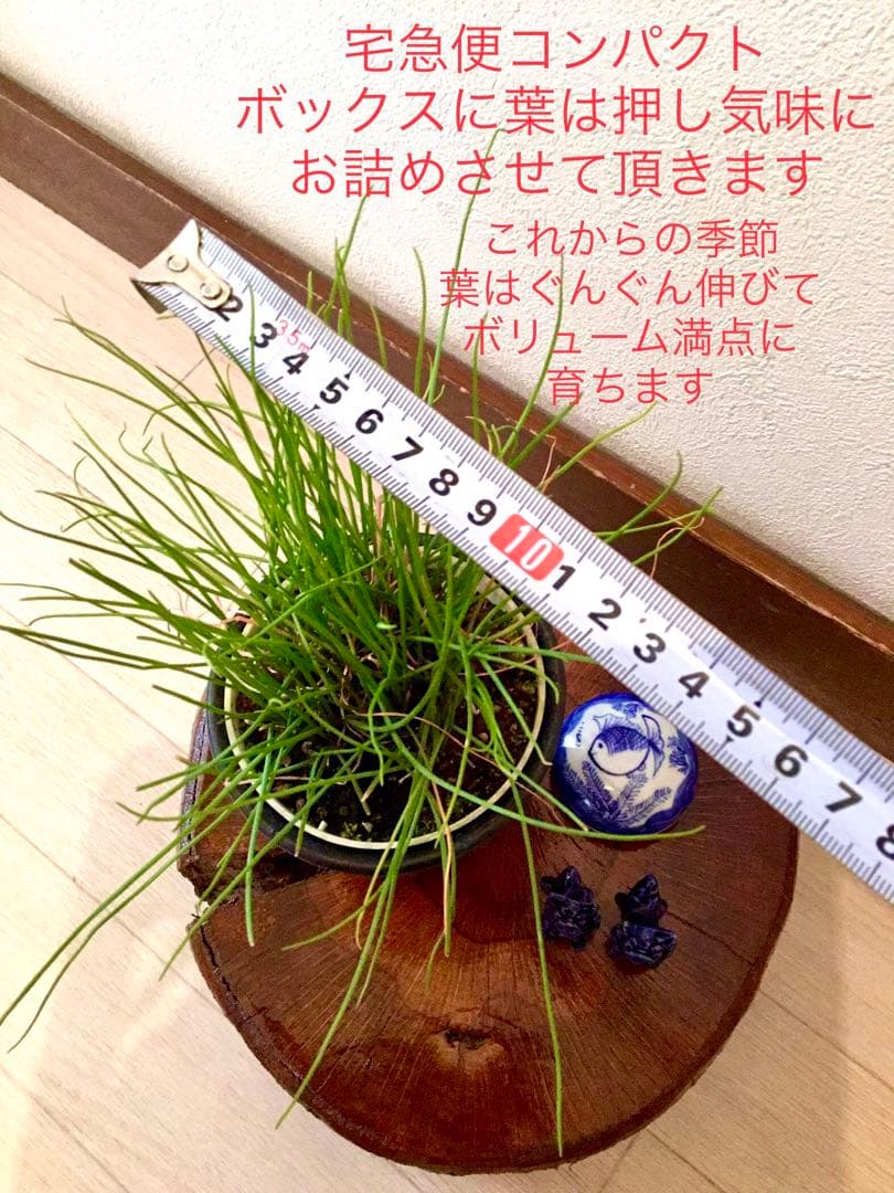 希少＊天然野生【ミヤマラッキョウ＊深山辣韮】大株＊抜き苗＊宅急便コンパクト発送
