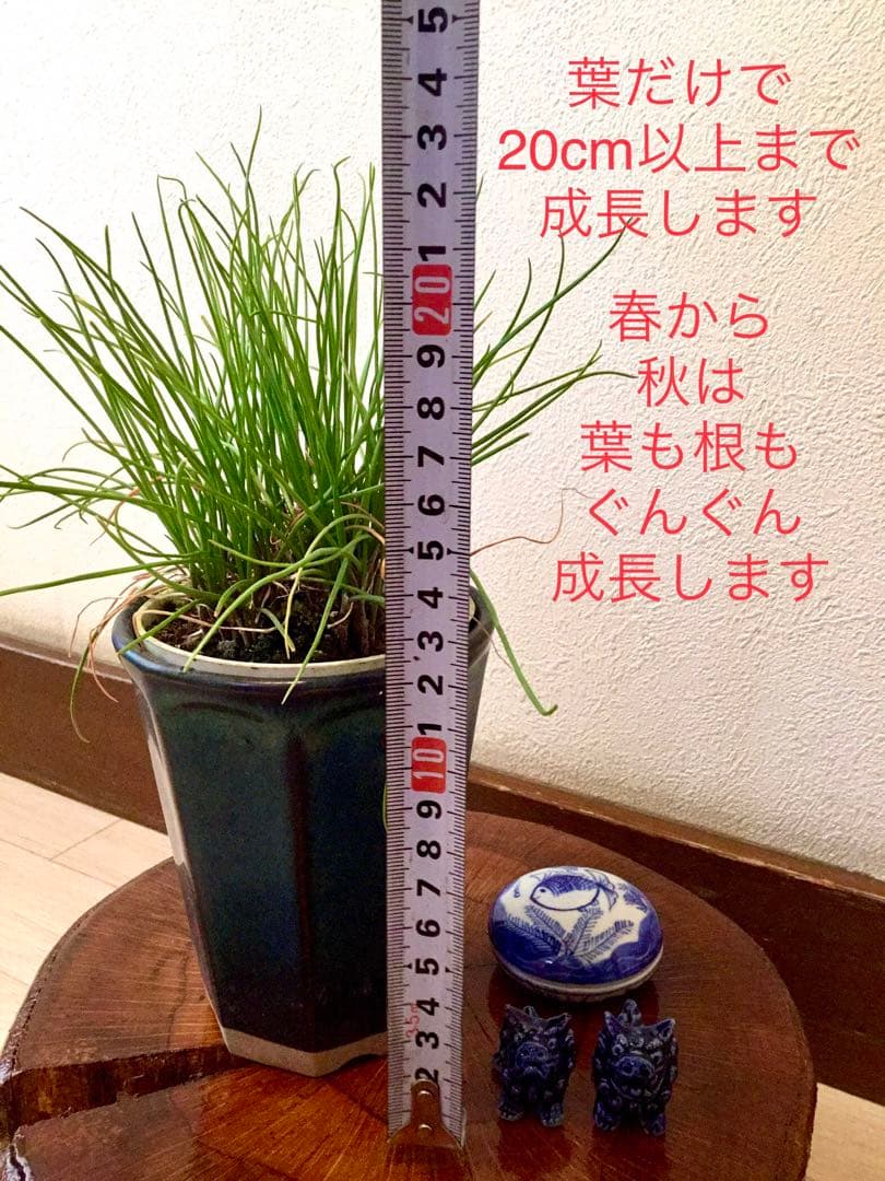希少＊天然野生【ミヤマラッキョウ＊深山辣韮】大株＊抜き苗＊宅急便コンパクト発送