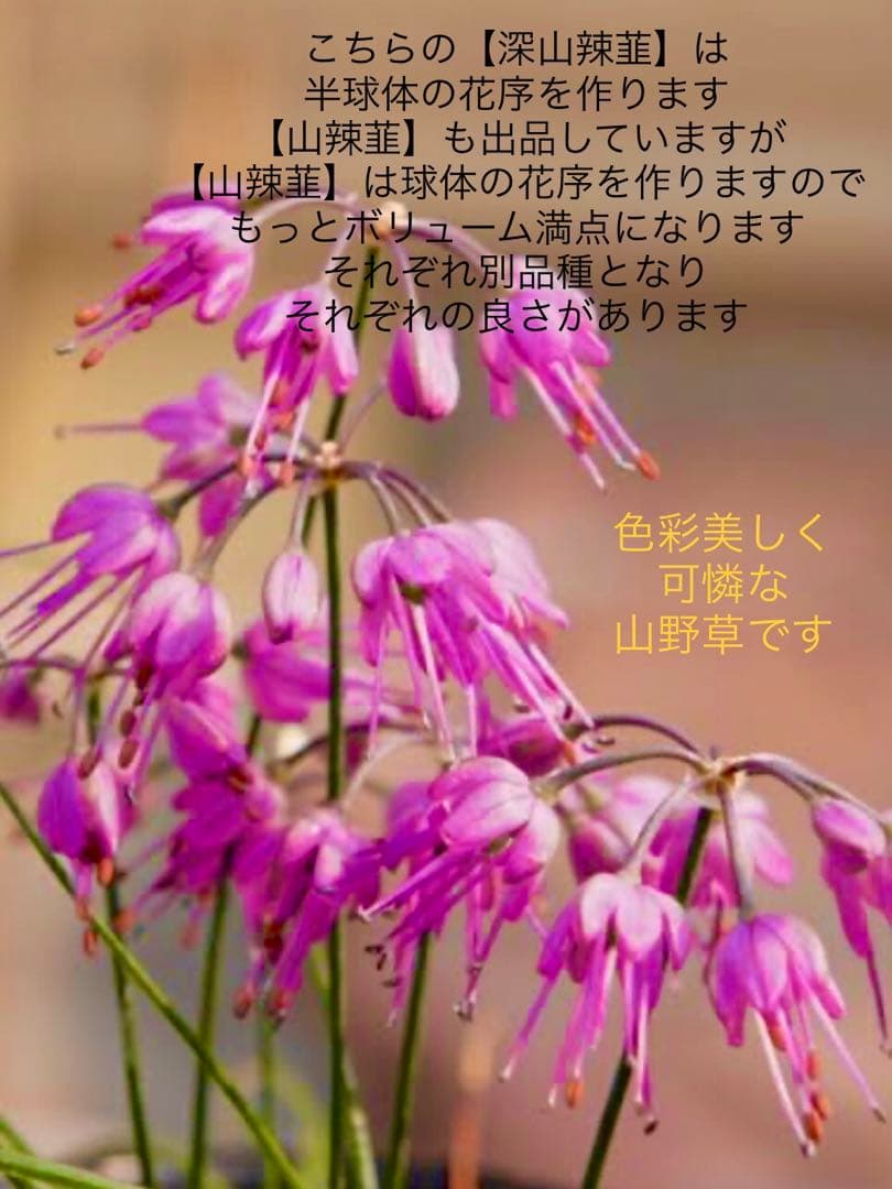 希少＊天然野生【ミヤマラッキョウ＊深山辣韮】大株＊抜き苗＊宅急便コンパクト発送