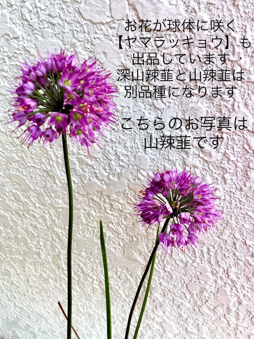 希少＊天然野生【ミヤマラッキョウ＊深山辣韮】大株＊抜き苗＊宅急便コンパクト発送