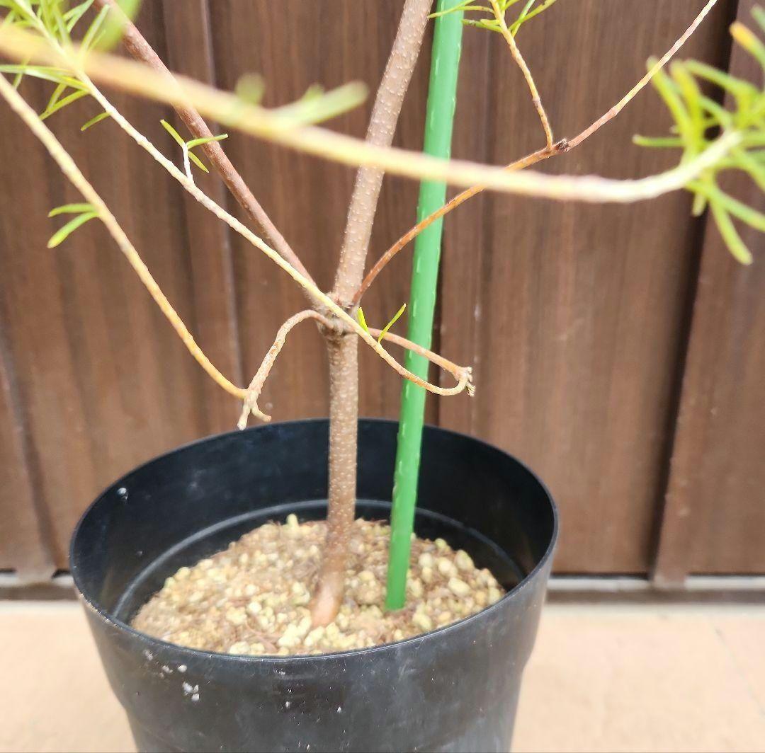 ヒースバンクシア　鉢植え　苗　オージープランツ　ドライガーデン