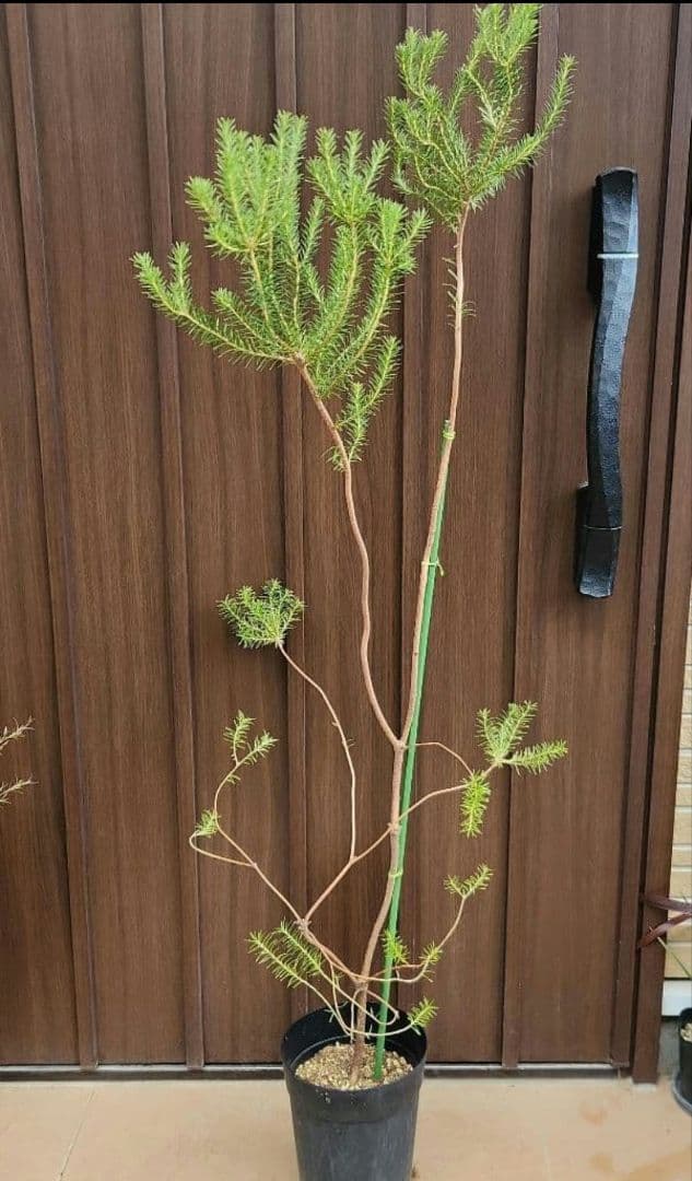 ヒースバンクシア　鉢植え　苗　オージープランツ　ドライガーデン
