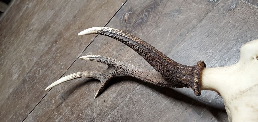 ニホンジカ雄　成獣約80kgの個体　トロフィー