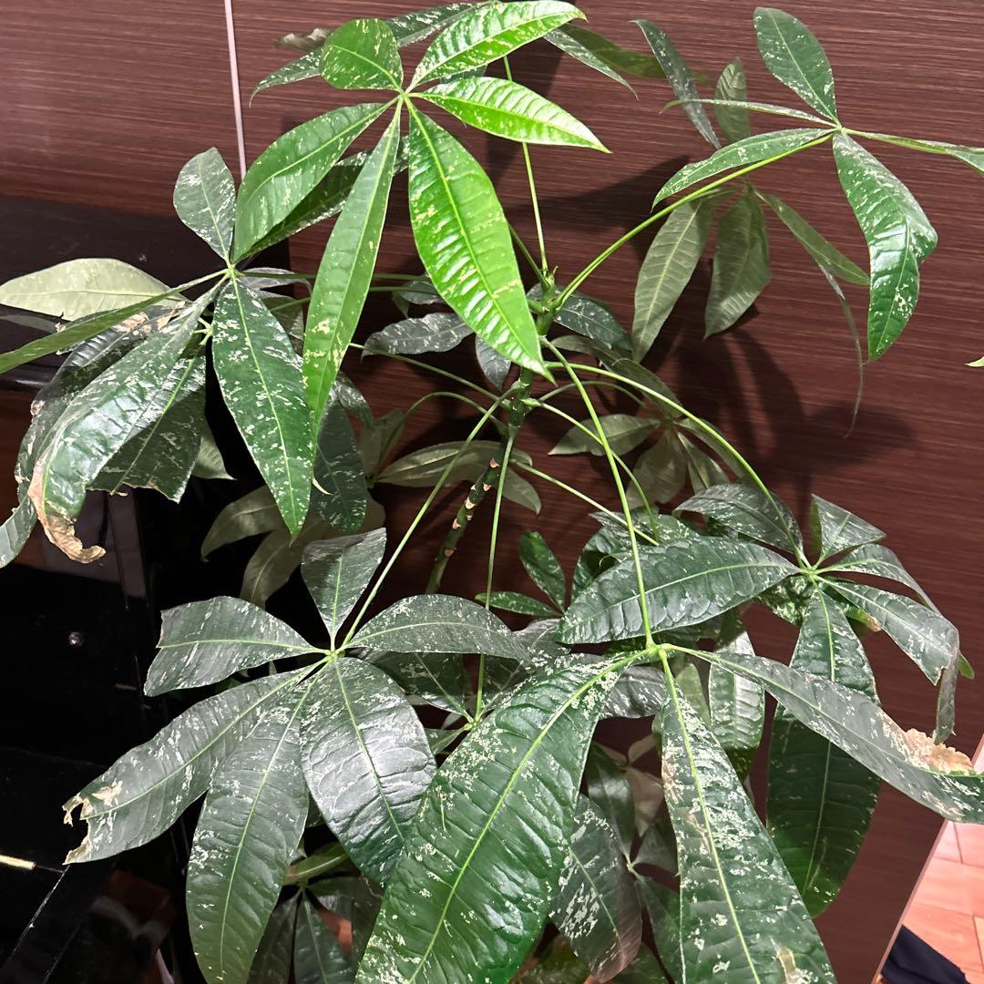 確認用　パキラ 観葉植物 緑色の葉