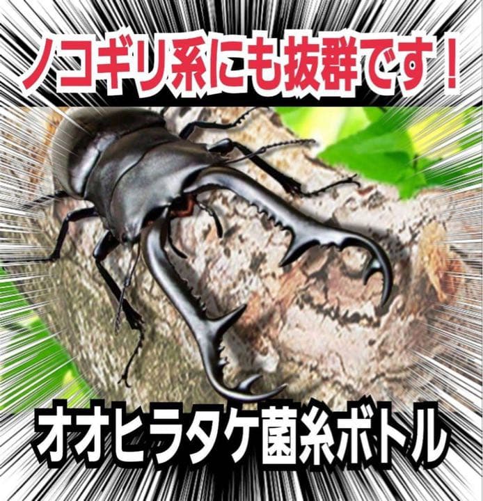 超特大2300ml【3本】ヒマラヤひらたけ菌糸瓶☆90ミリ以上の大型クワガタ専用