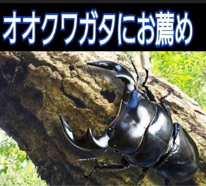 超特大2300ml【3本】ヒマラヤひらたけ菌糸瓶☆90ミリ以上の大型クワガタ専用