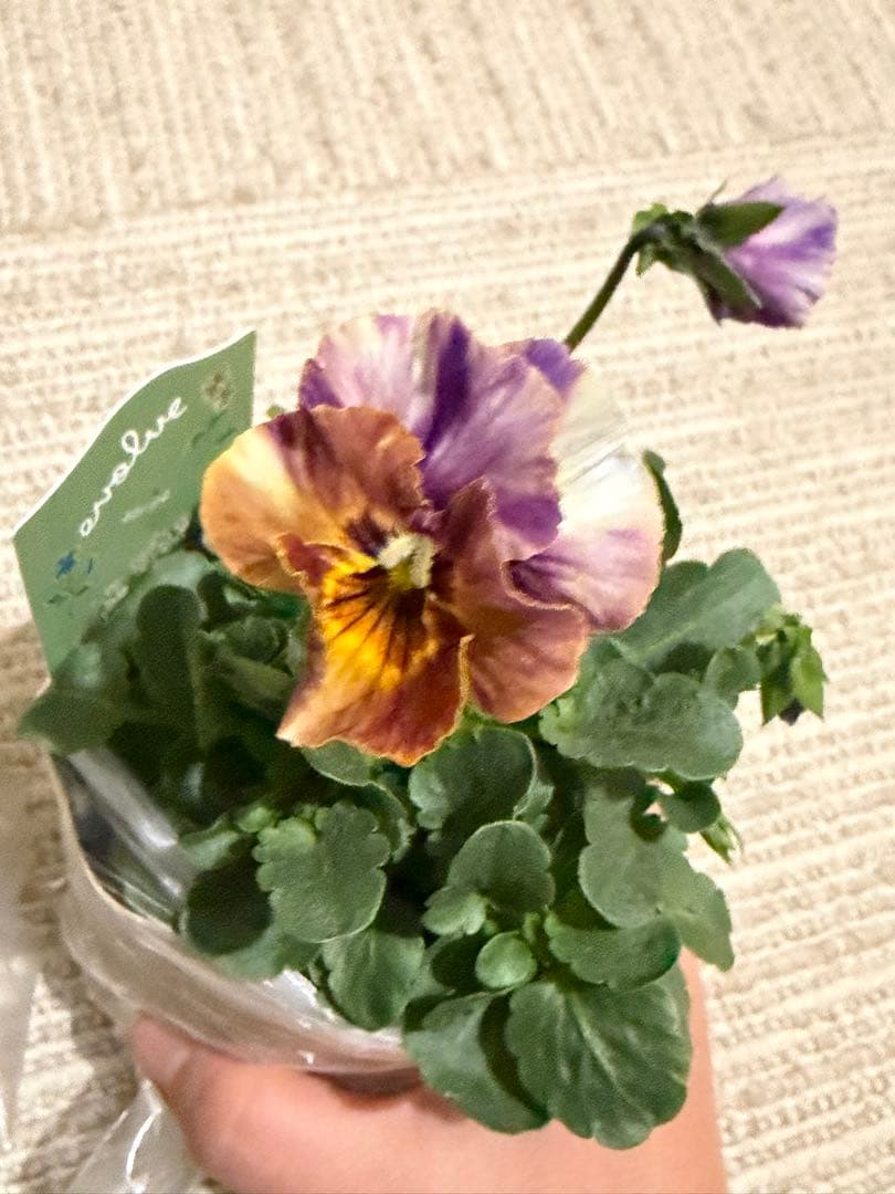 花 MIYABI