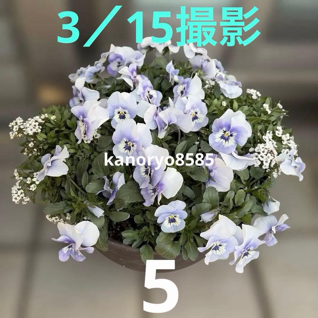 いちご　プランター苗　1〜23
