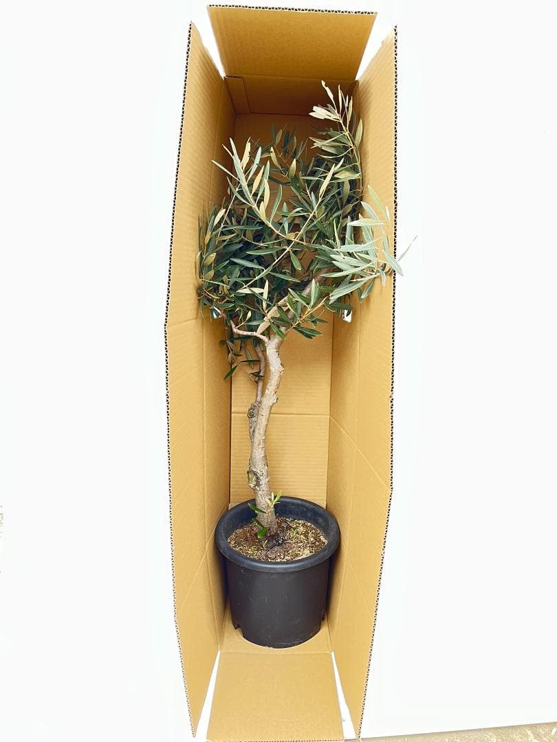 オリーブの木　シプレシーノ　約170cm　NO.1954　大型　現品掲載　古木