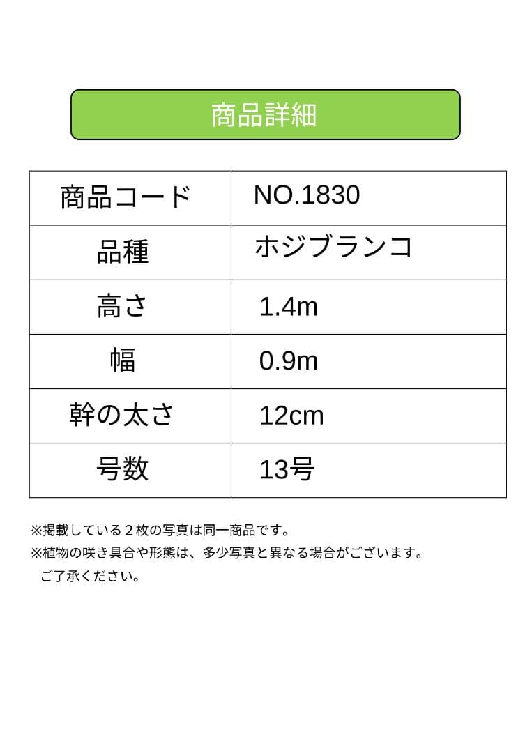 オリーブの木　ホジブランコ　13号　約140cm　NO.1830　古木 人気品種