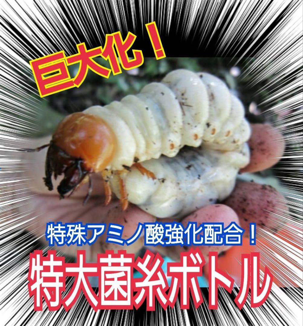 極上！ヒマラヤひらたけ菌糸瓶　特大1500mlボトル【8本】トレハロース強化配合