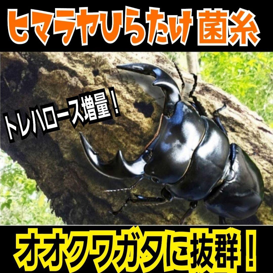 極上！ヒマラヤひらたけ菌糸瓶　特大1500mlボトル【8本】トレハロース強化配合