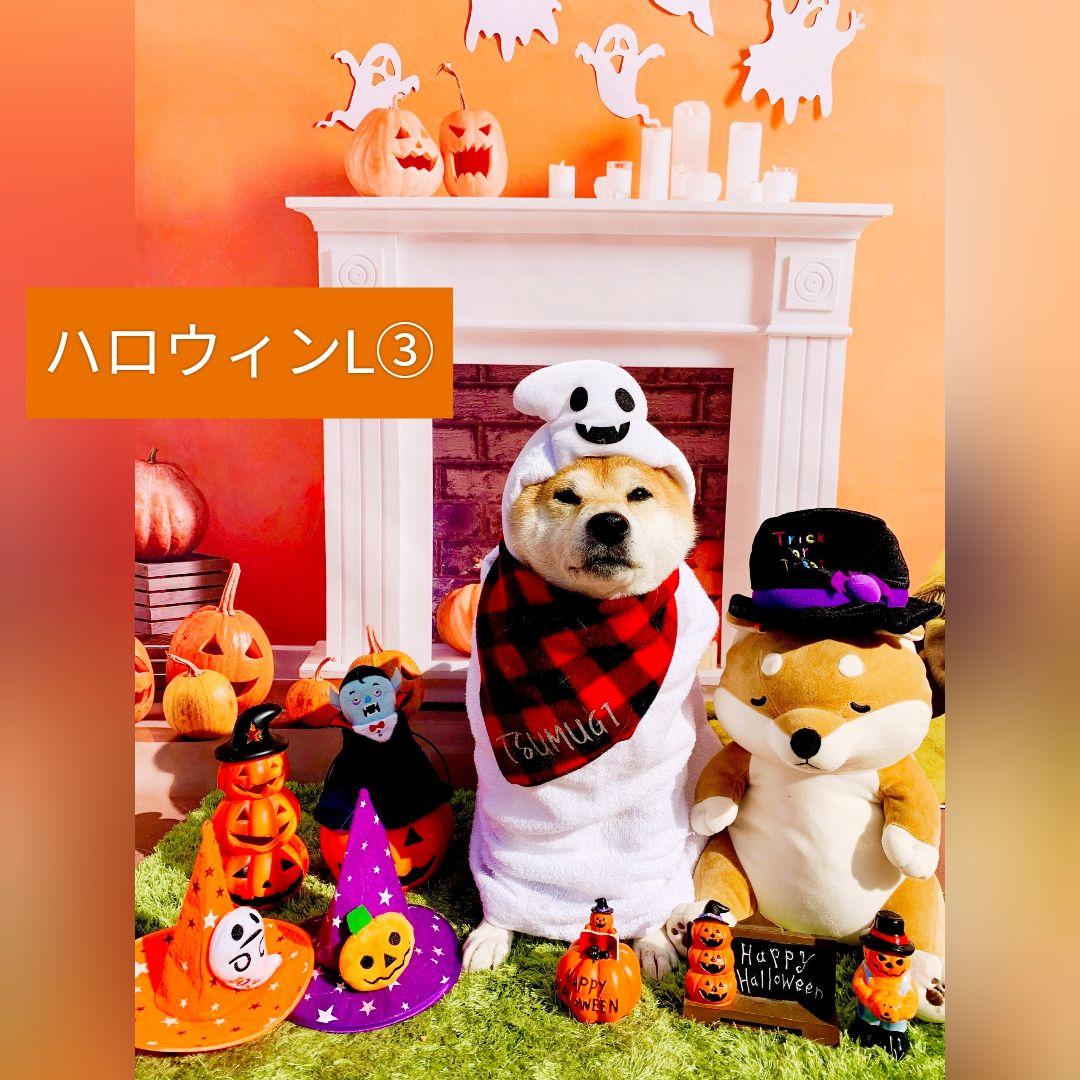 背景布【秋H】サンプル　9月お月見、ペット、トリミング撮影用　パンパスグラス